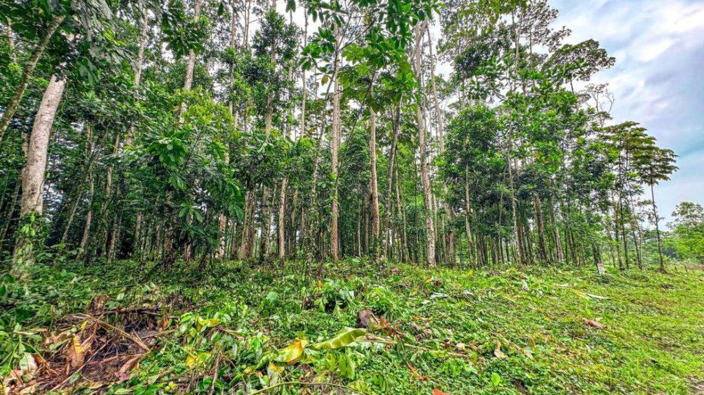 Lotes en Guápiles Limón