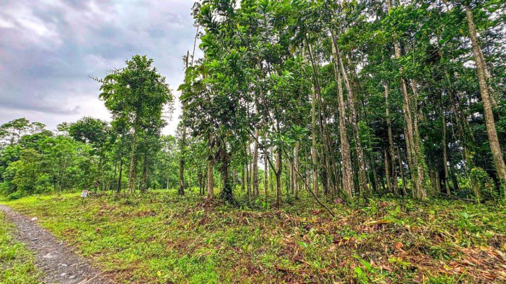 Lotes en Guápiles Limón