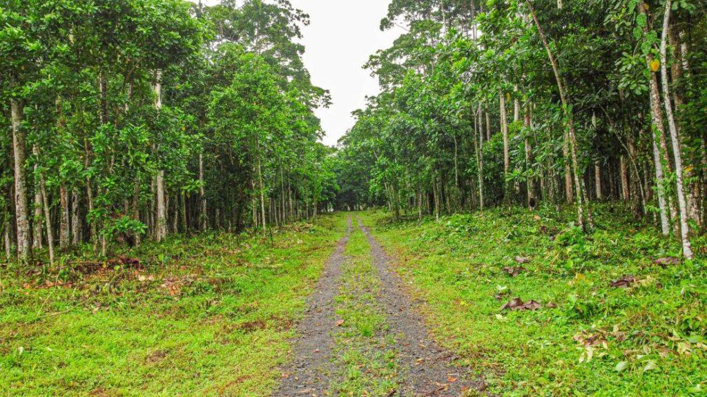 Lotes en Guápiles Limón