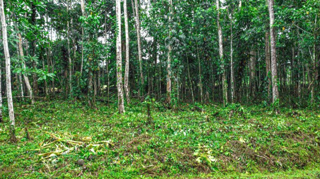 Lotes en Guápiles Limón