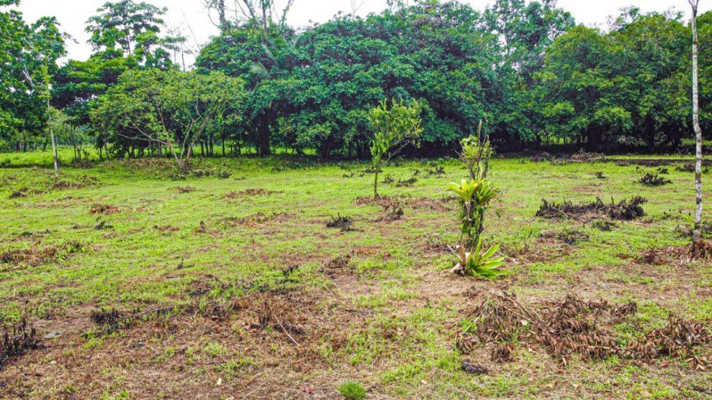 Lotes en Guápiles Limón